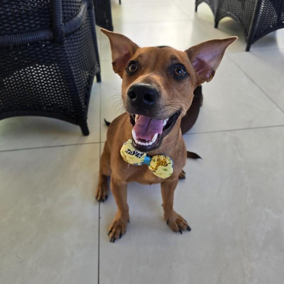 Zyon, cachorro de porte pequeno para adoção em Salvador - BA