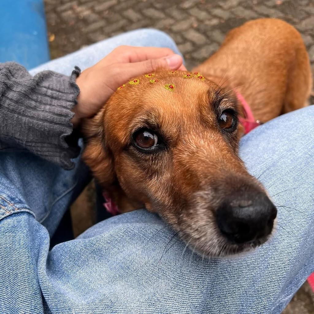 Valentina, cadela de porte médio para adoção em Salvador - BA — foto 2 de 6