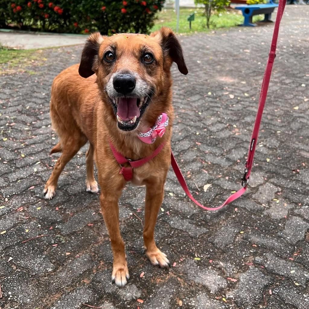 Valentina, cadela de porte médio para adoção em Salvador - BA — foto 3 de 6