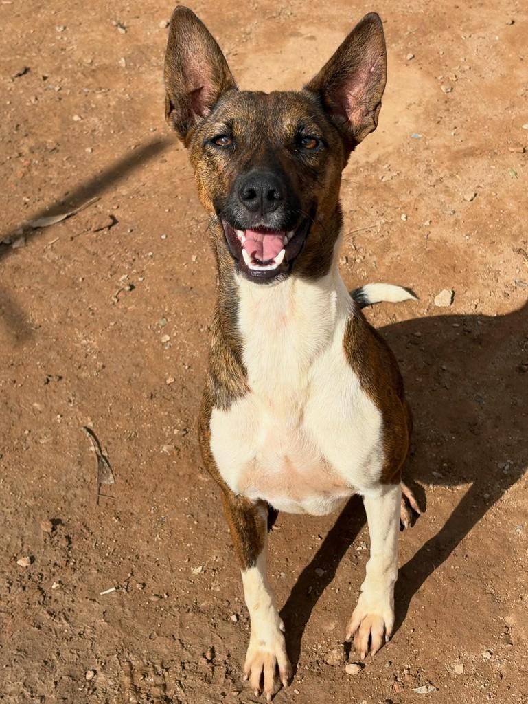 Mel, cadela de porte médio para adoção em São Paulo - SP