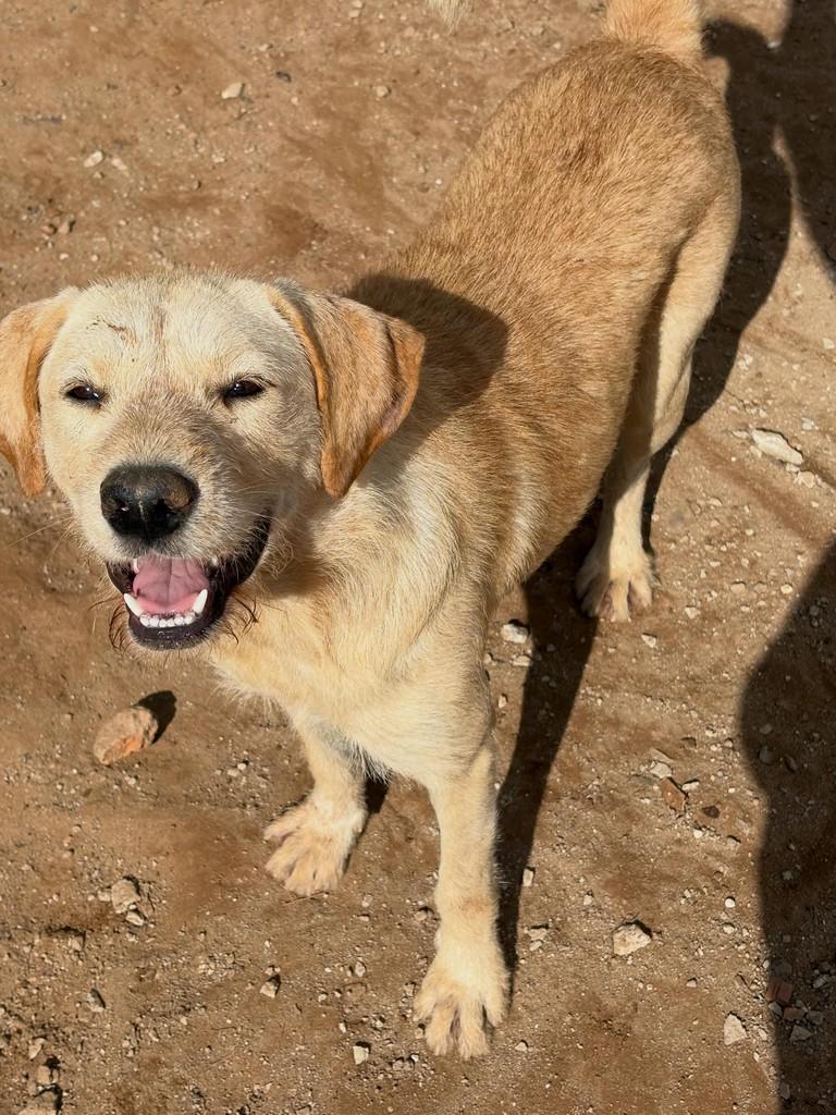 Ayla, cachorro de porte médio para adoção em São Paulo - SP