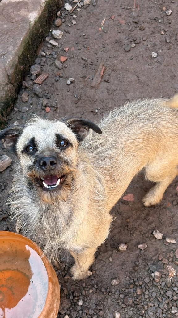 Thorzinho, cachorro de porte pequeno para adoção em São Paulo - SP