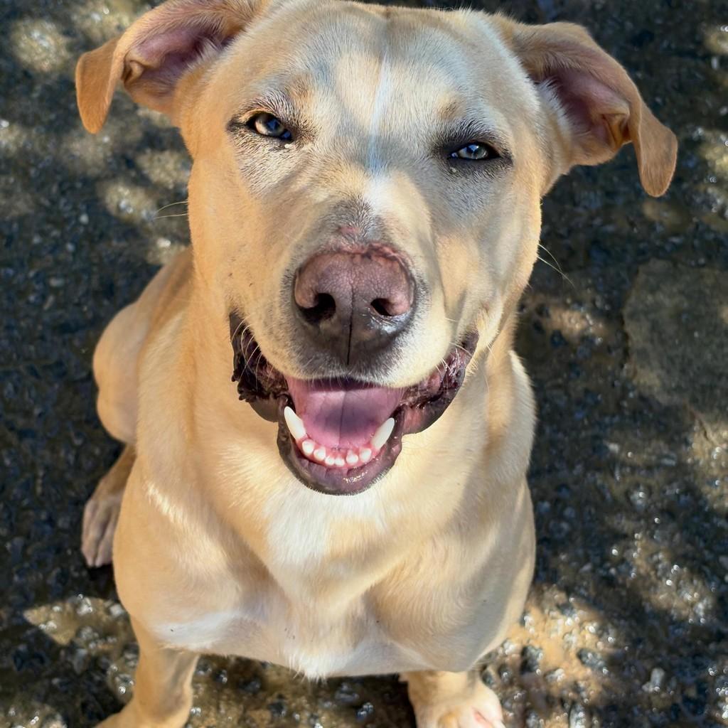 Mufasa, cachorro de porte grande para adoção em São Paulo - SP