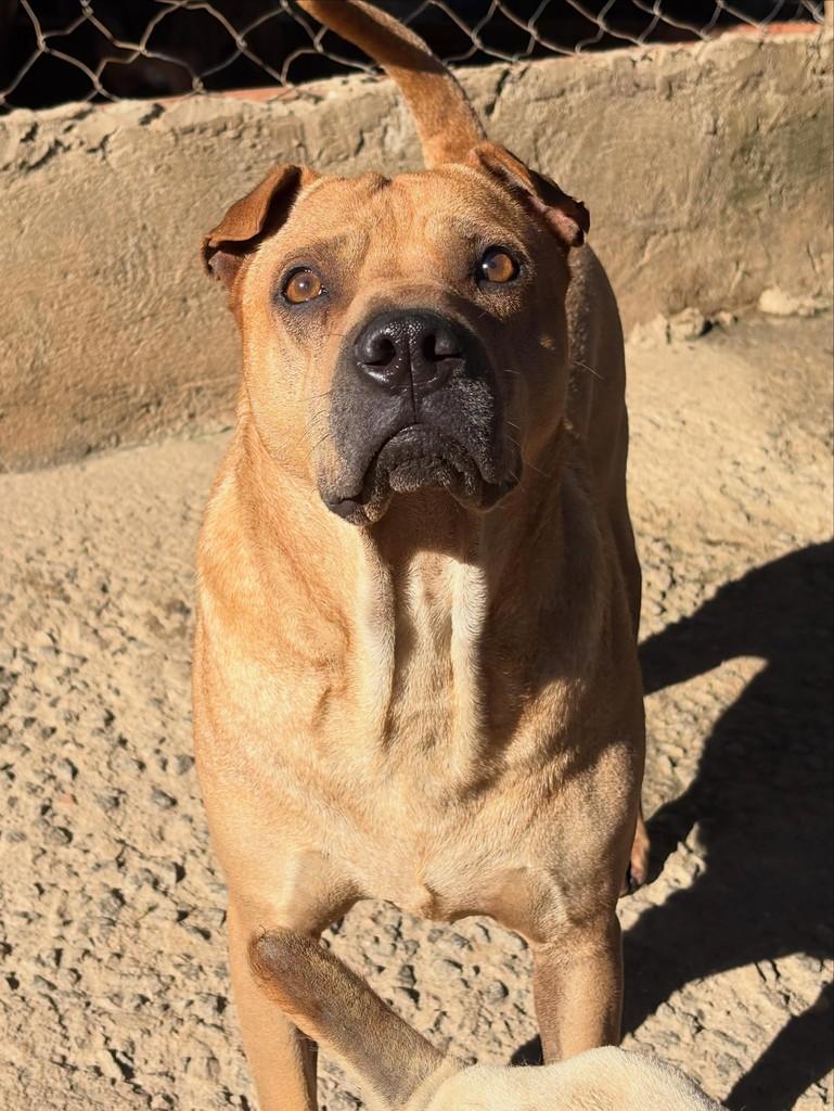 Caju, cachorro de porte grande para adoção em São Paulo - SP