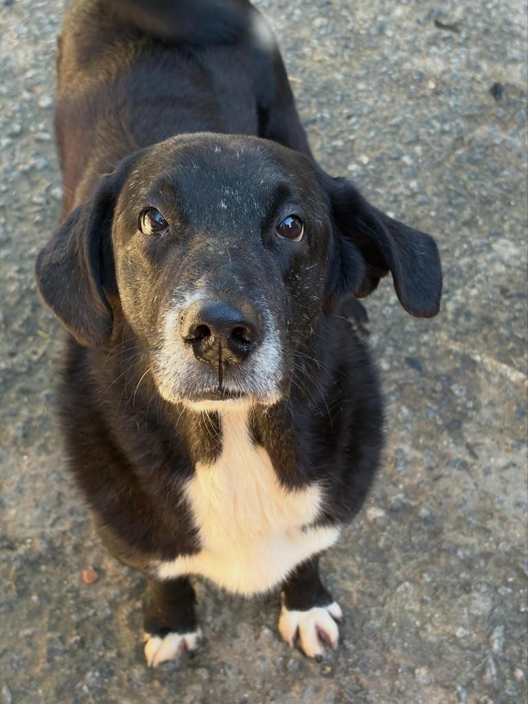 Romeu, cachorro de porte médio para adoção em São Paulo - SP