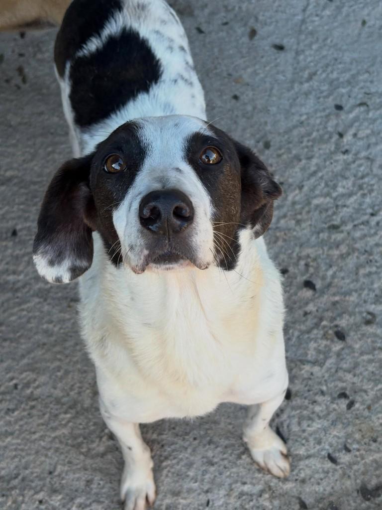 Conrado, cachorro de porte médio para adoção em São Paulo - SP