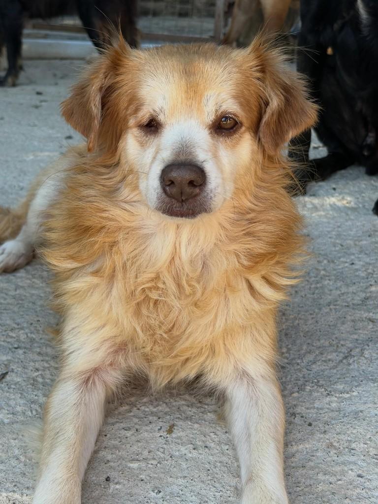 Tiffany, cadela de porte médio para adoção em São Paulo - SP