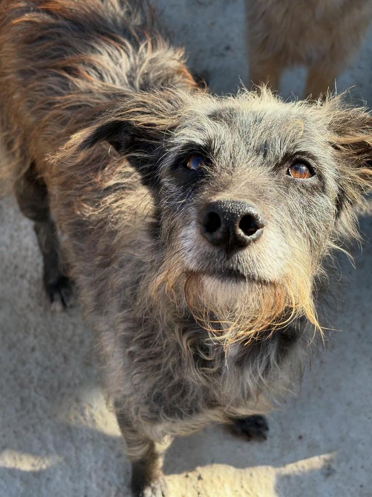 Peru, cachorro de porte pequeno para adoção em São Paulo - SP