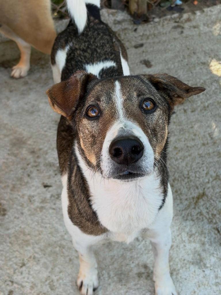 Estopa, cachorro de porte médio para adoção em São Paulo - SP
