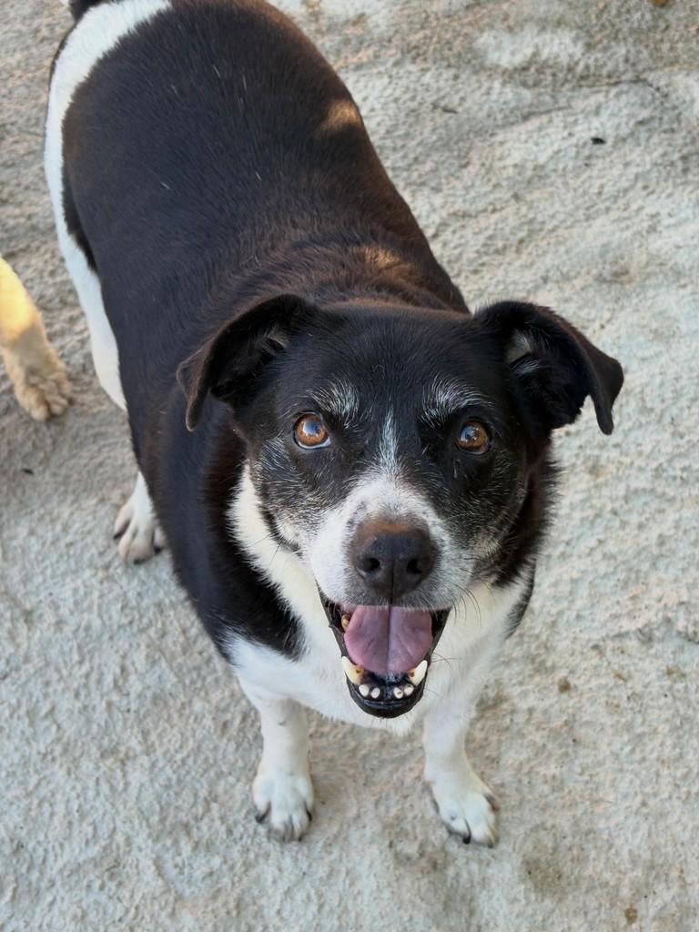 Mozin, cachorro de porte médio para adoção em São Paulo - SP