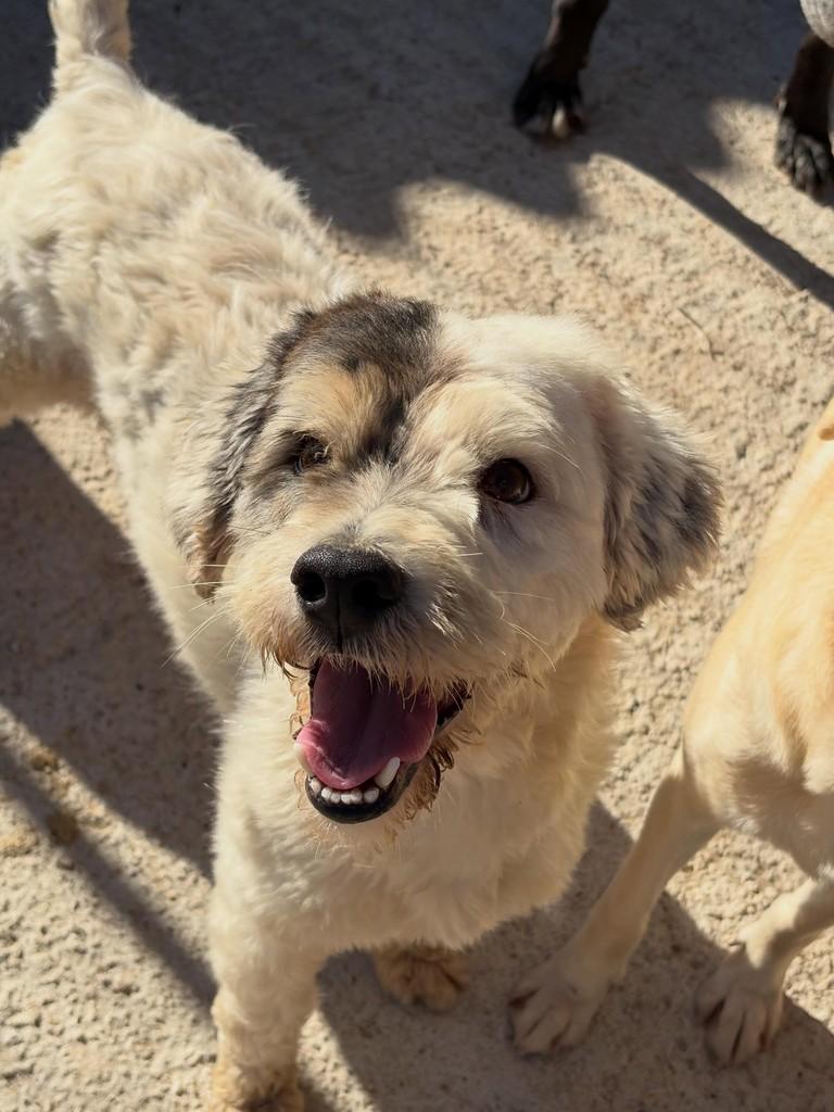 Floquinho, cachorro de porte médio para adoção em São Paulo - SP