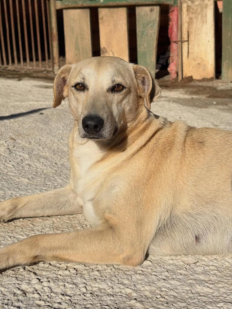 Matilda, cadela de porte médio para adoção em São Paulo - SP