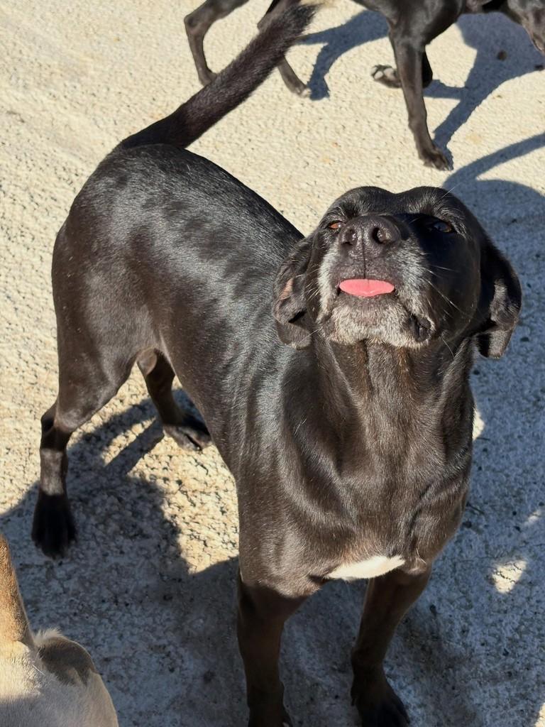 Neguinho, cachorro de porte médio para adoção em São Paulo - SP