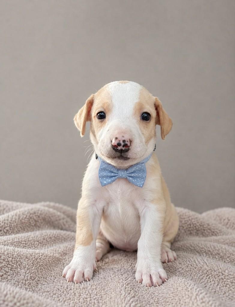 Billy, cachorro de porte pequeno para adoção em São Paulo - SP