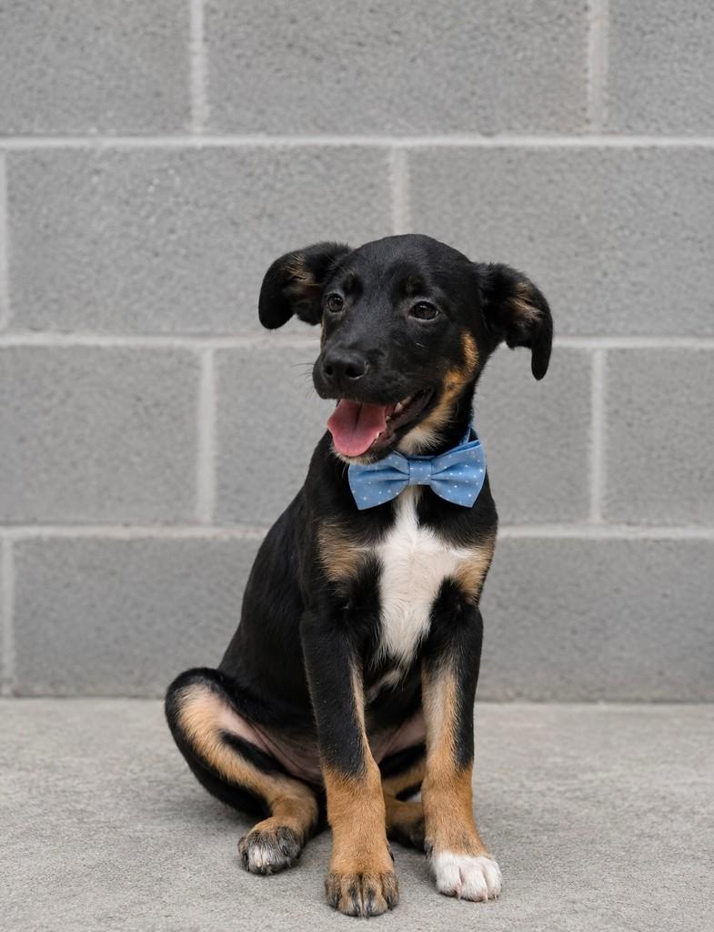 Olívio, cachorro de porte pequeno para adoção em São Paulo - SP