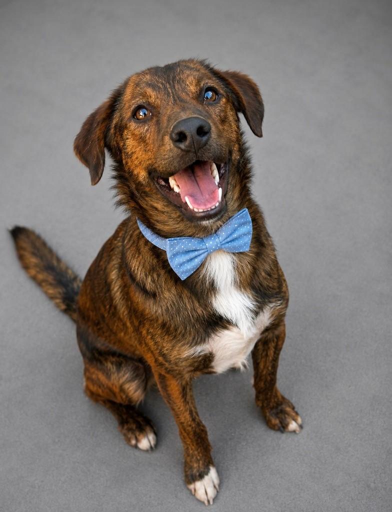 Leopoldo, cachorro de porte médio para adoção em São Paulo - SP