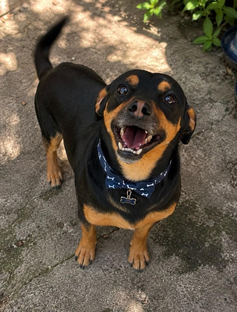 Zezé, cachorro de porte pequeno para adoção em São Paulo - SP