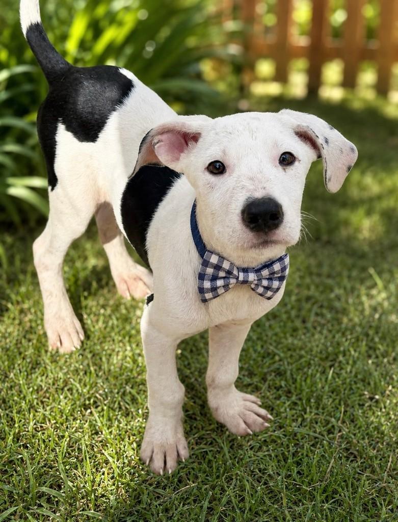 Bruce, cachorro de porte pequeno para adoção em São Paulo - SP