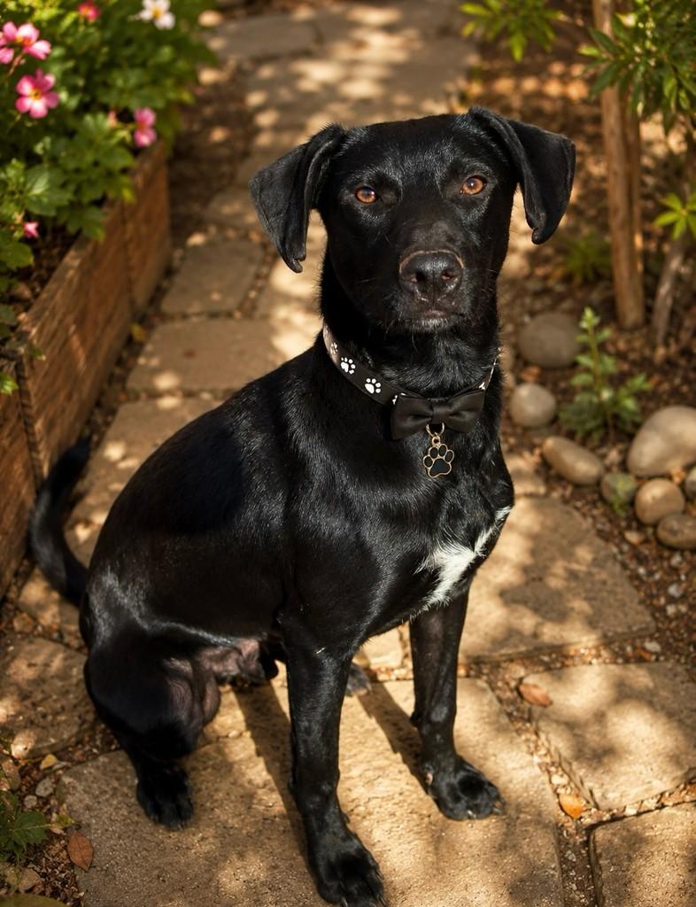 Ônix, cachorro de porte médio para adoção em São Paulo - SP