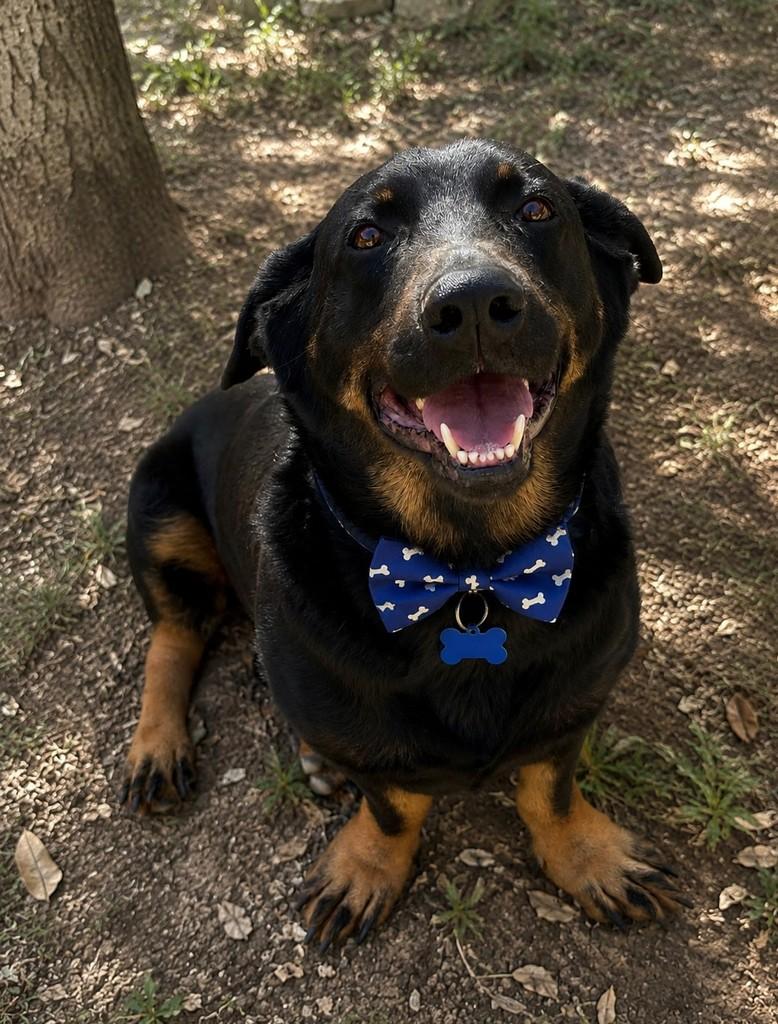 Pedrinho, cachorro de porte grande para adoção em São Paulo - SP