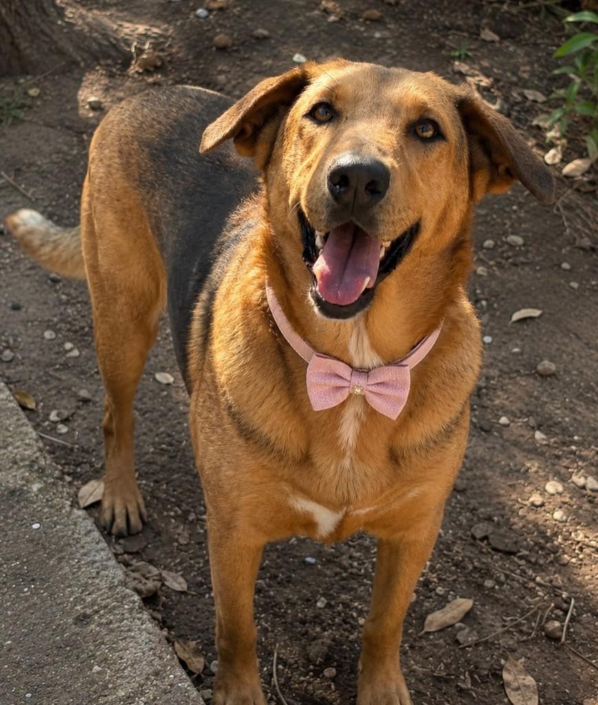 Amora, cachorro de porte grande para adoção em São Paulo - SP