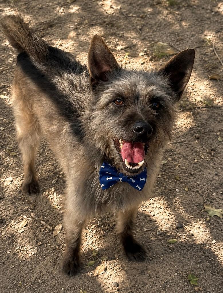 Fubá, cachorro de porte médio para adoção em São Paulo - SP — foto 2 de 2
