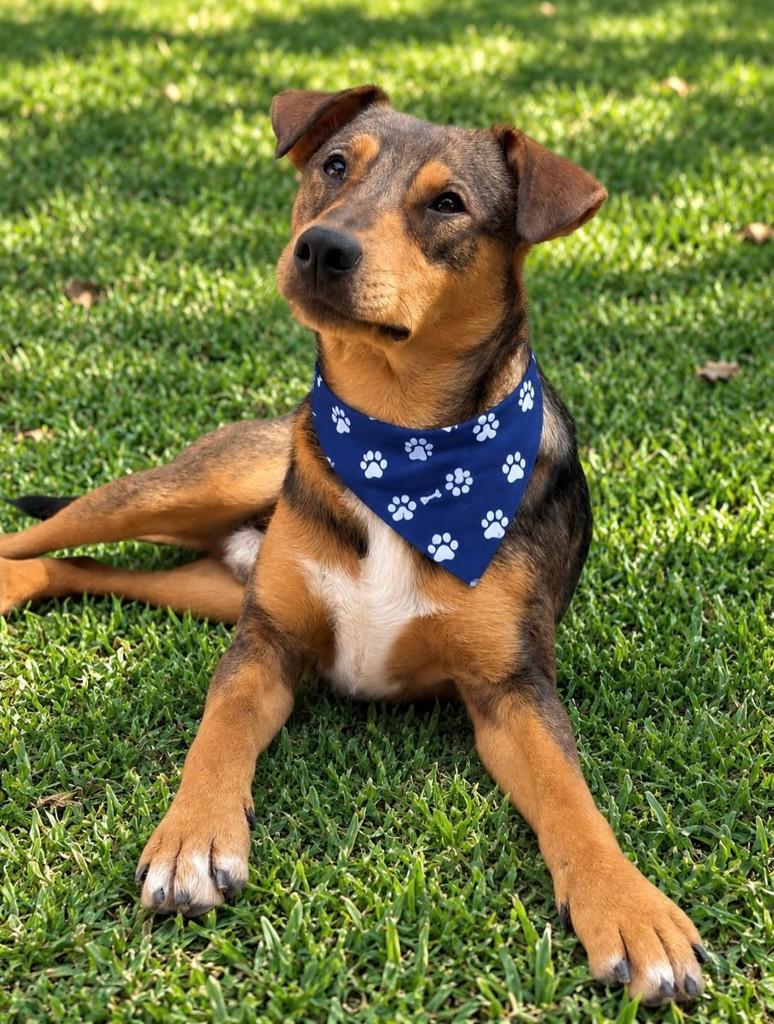 Benjamim, cachorro de porte pequeno para adoção em São Paulo - SP