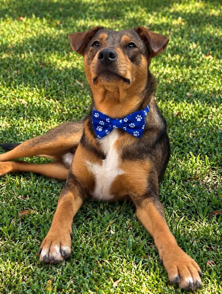 Benjamim, cachorro de porte pequeno para adoção em São Paulo - SP — foto 2 de 2