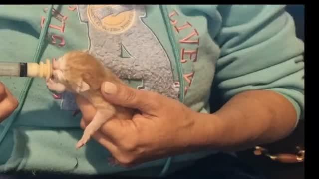 Lucinho, gata de porte pequeno para adoção em São Paulo - SP