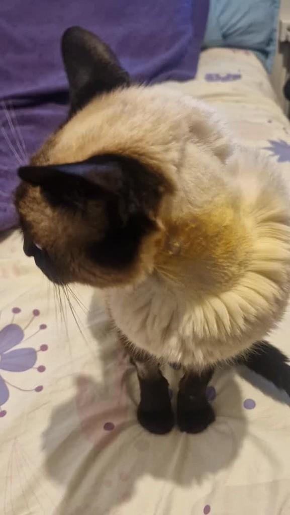 Linguinha, gato de porte pequeno para adoção em São Paulo - SP
