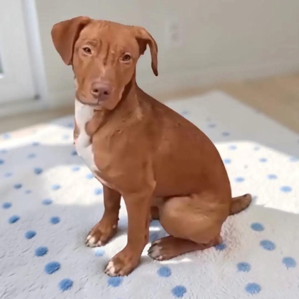 Logan, cachorro de porte médio para adoção em São Paulo - SP