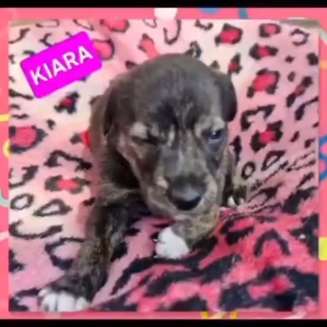 Kyara, cachorro de porte pequeno para adoção em São Paulo - SP
