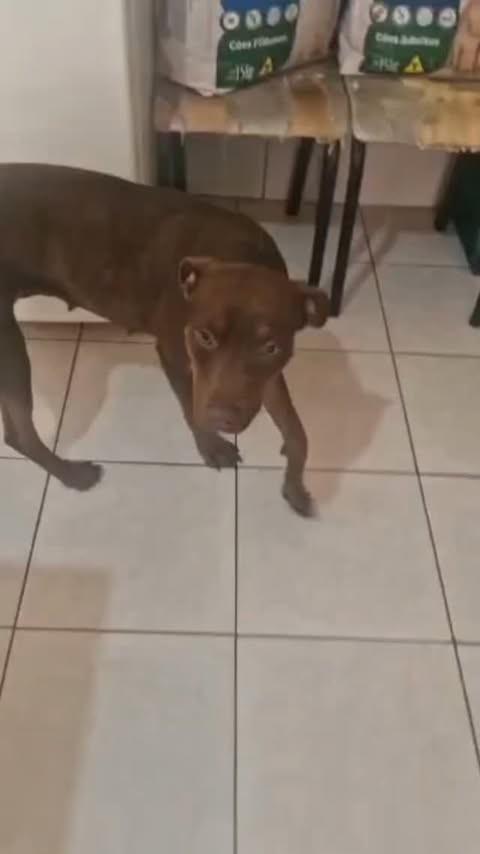Savana, cachorro de porte médio para adoção em São Paulo - SP