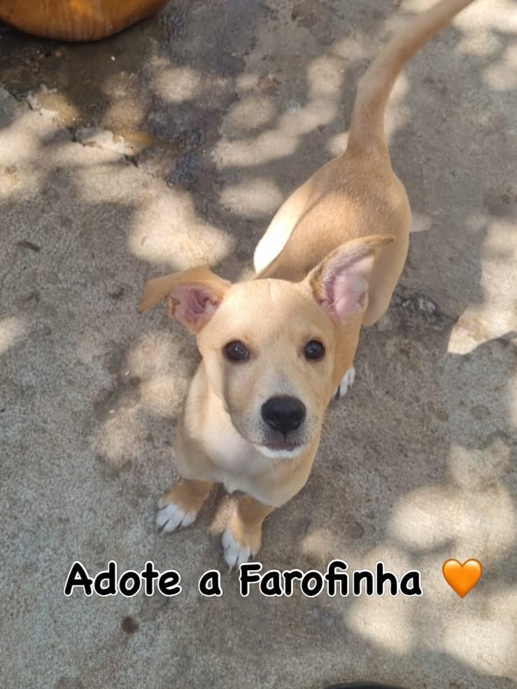 Farofinha, cachorro de porte médio para adoção em São Paulo - SP