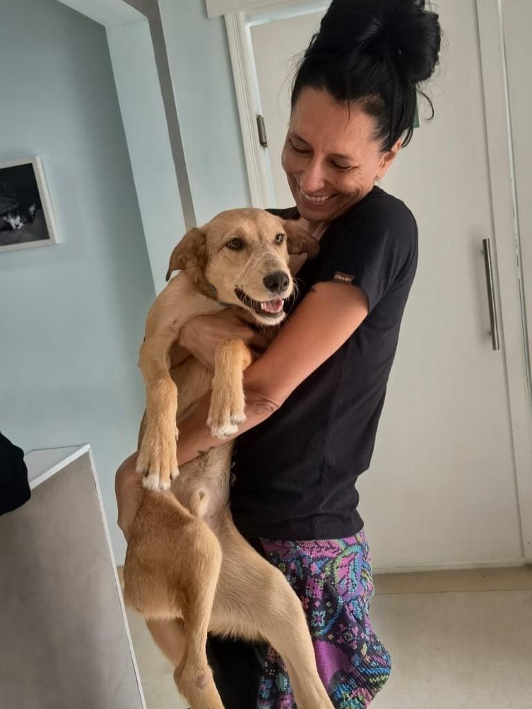 Pudim, cachorro de porte pequeno para adoção em São Paulo - SP