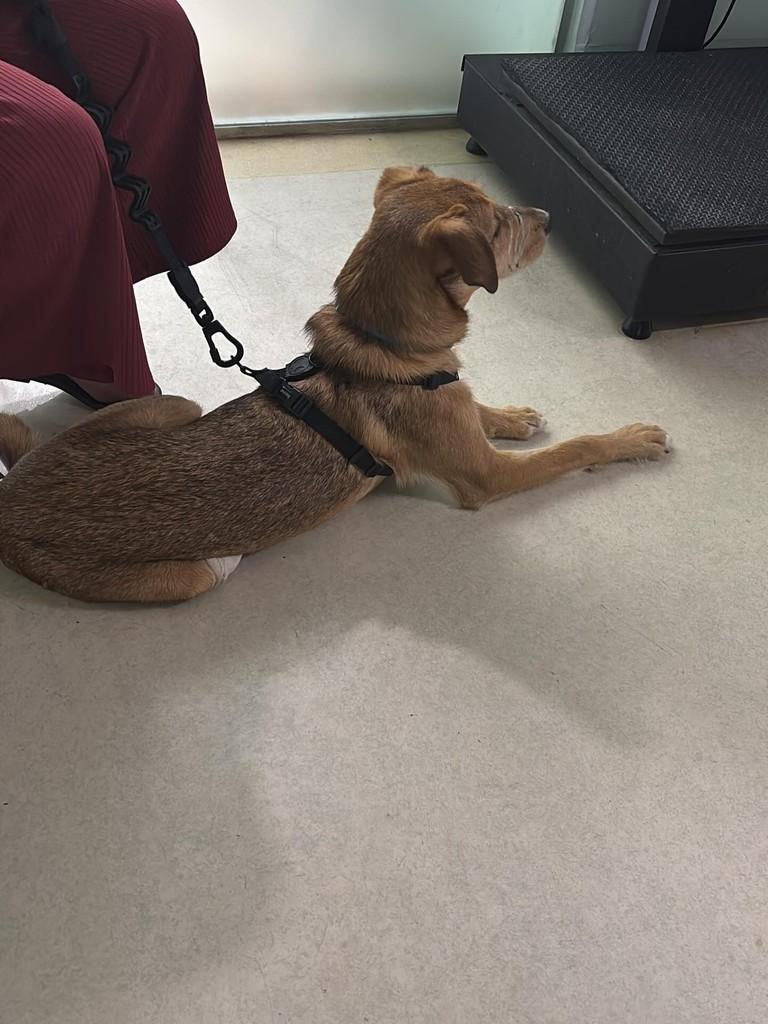 Pudim, cachorro de porte pequeno para adoção em São Paulo - SP — foto 4 de 5