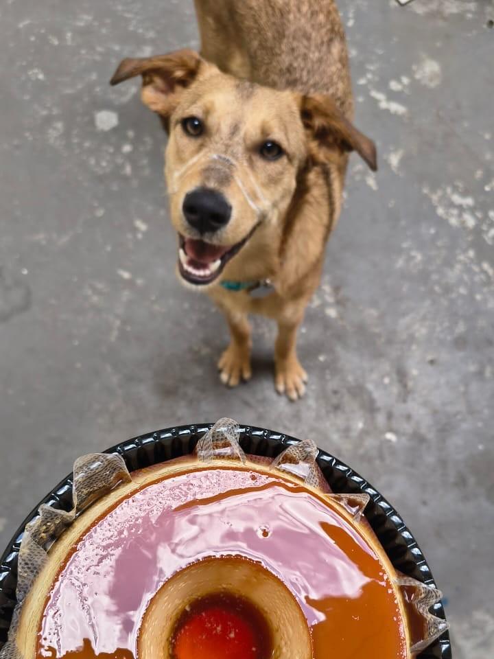 Pudim, cachorro de porte pequeno para adoção em São Paulo - SP — foto 5 de 5