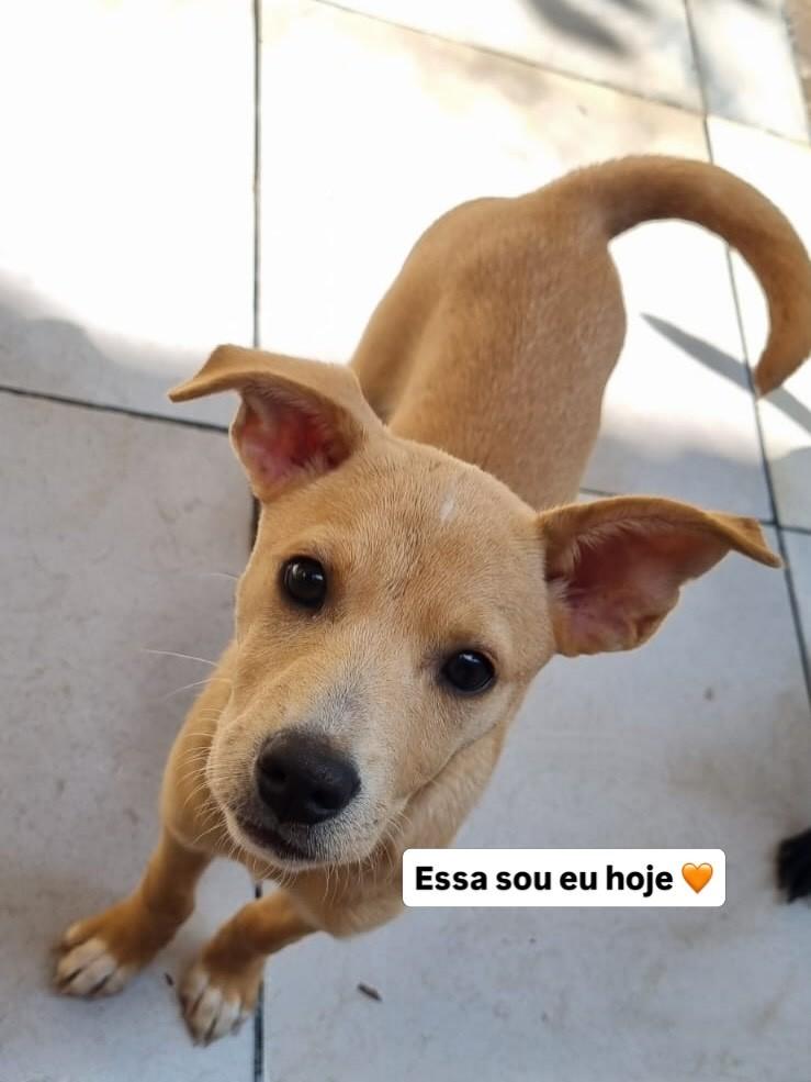 Farofa, cachorro de porte pequeno para adoção em São Paulo - SP