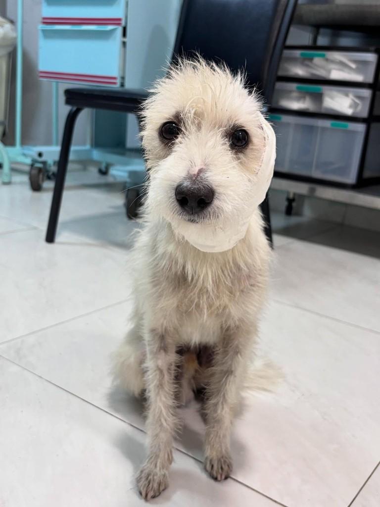 Timmy, cachorro de porte pequeno para adoção em São Paulo - SP