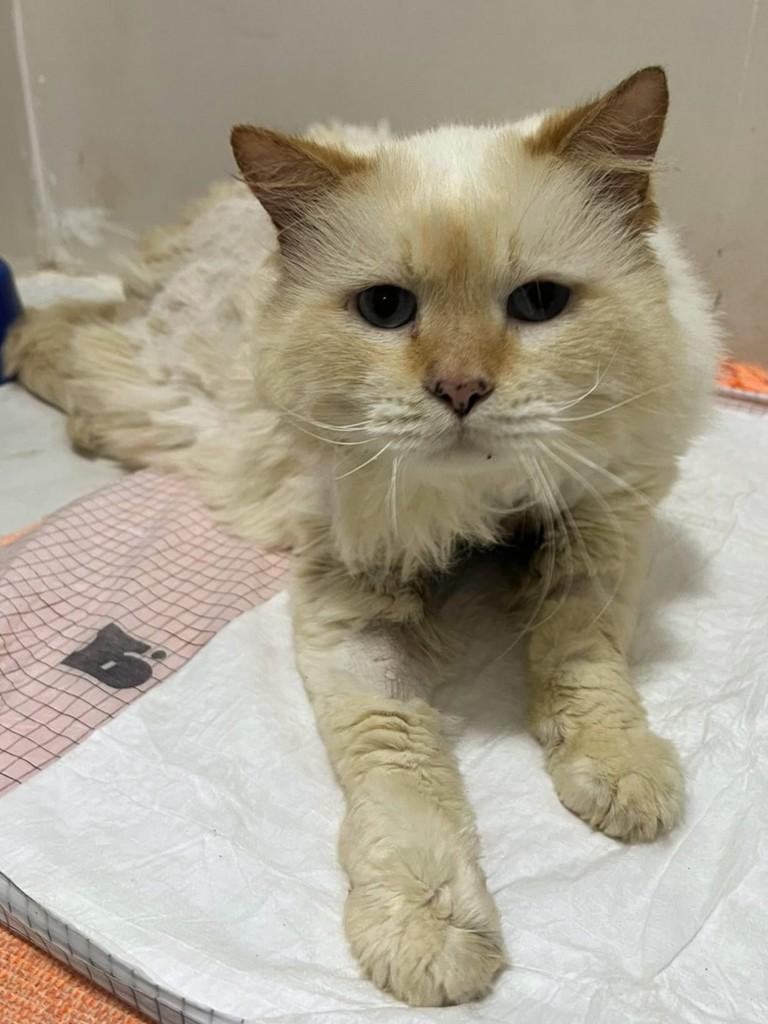 Sol, gato de porte médio para adoção em São Paulo - SP