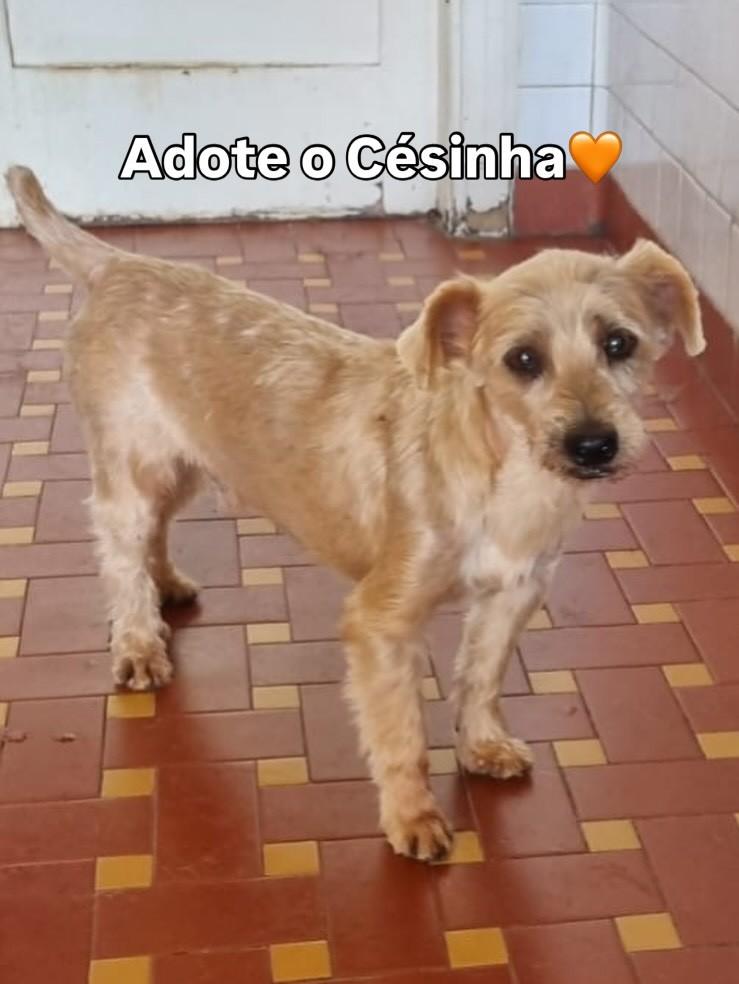 Cesinha, cachorro de porte pequeno para adoção em São Paulo - SP