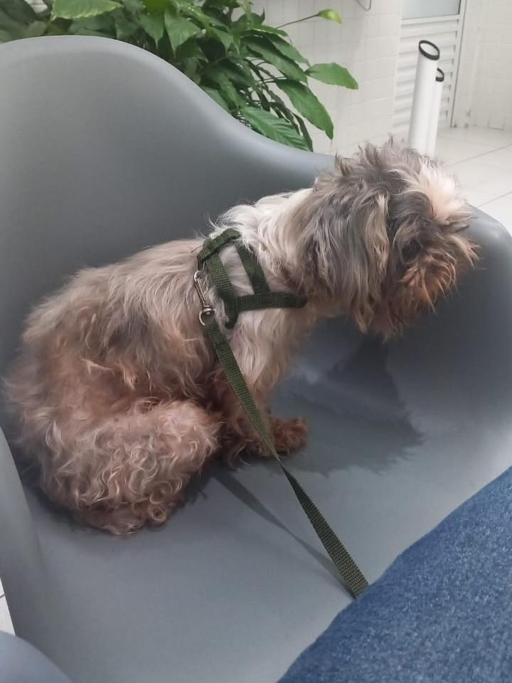 Hermes, cachorro de porte pequeno para adoção em São Paulo - SP