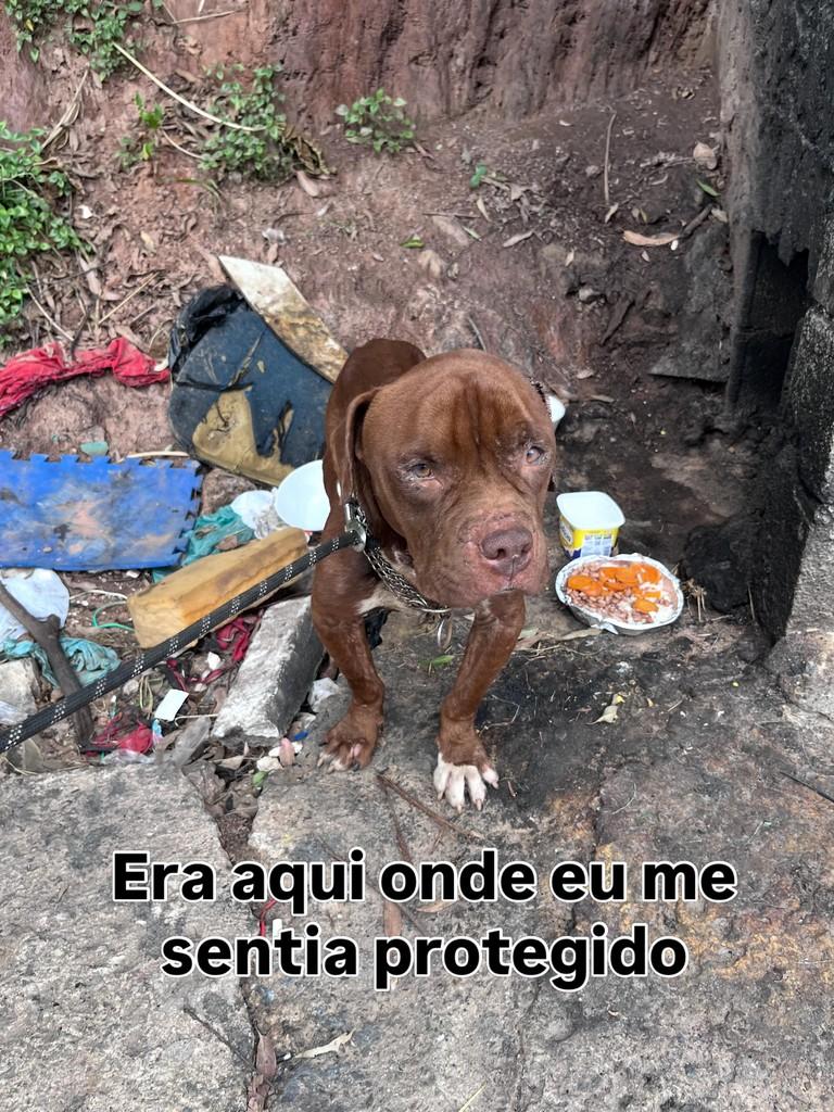 Nino, cachorro de porte pequeno para adoção em São Paulo - SP