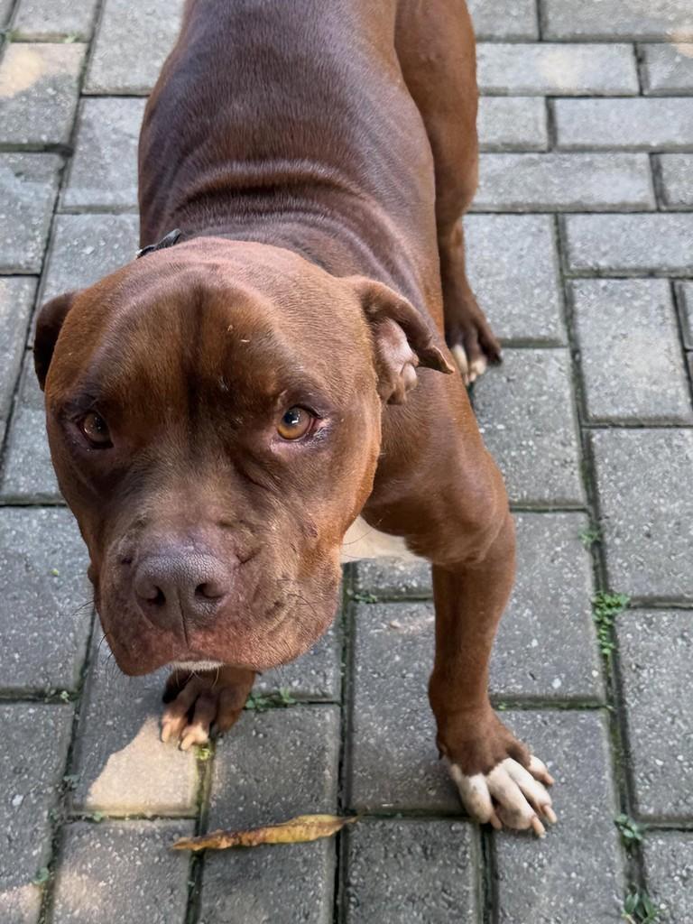 Nino, cachorro de porte pequeno para adoção em São Paulo - SP — foto 5 de 8