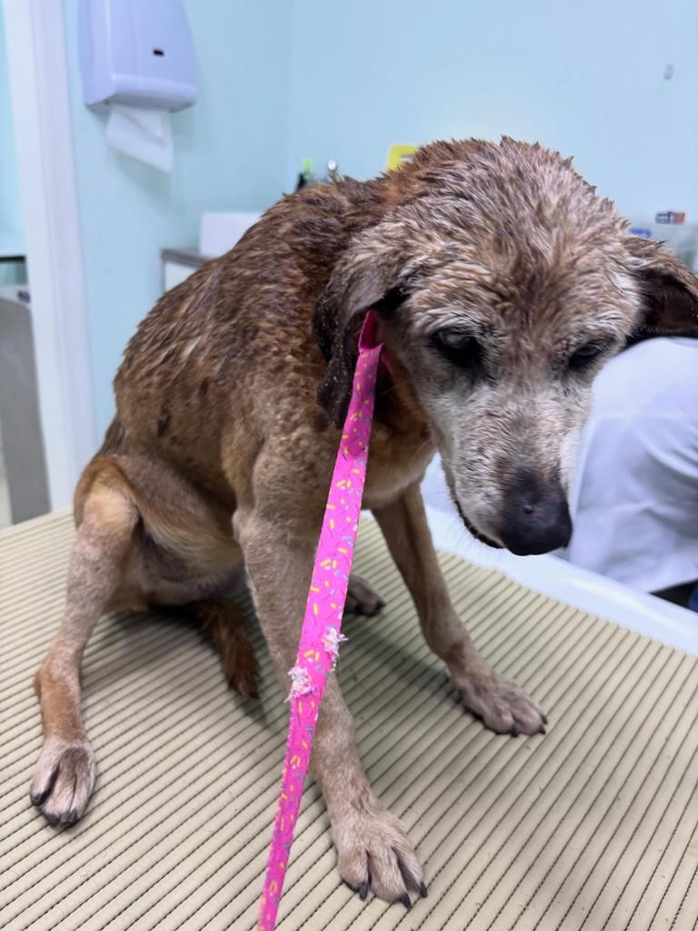Paola, cadela de porte pequeno para adoção em São Paulo - SP
