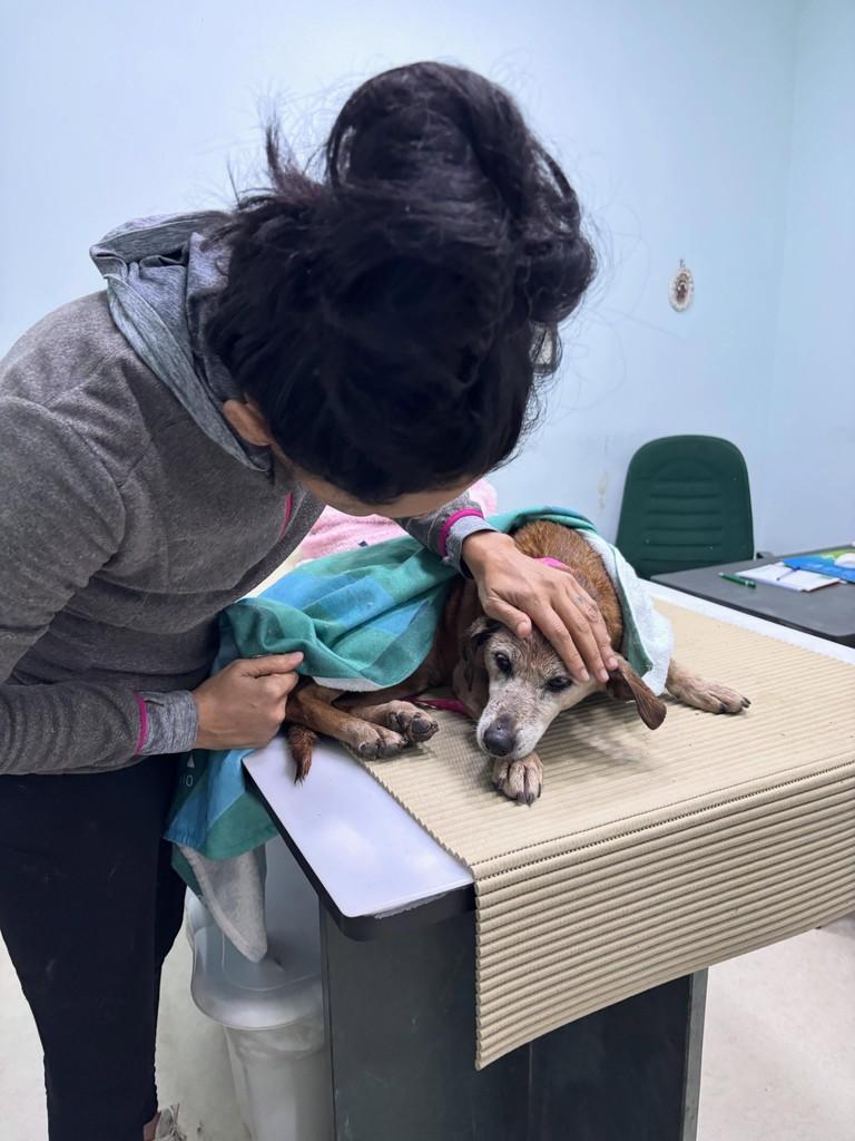 Paola, cadela de porte pequeno para adoção em São Paulo - SP — foto 4 de 8