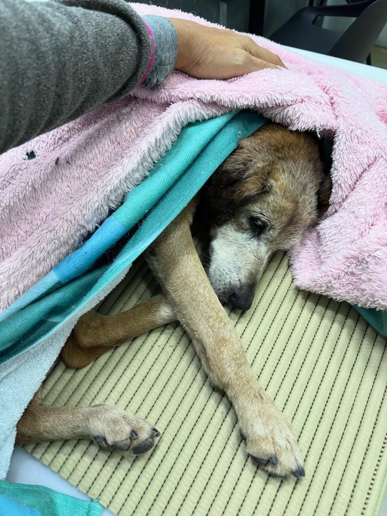 Paola, cadela de porte pequeno para adoção em São Paulo - SP — foto 5 de 8