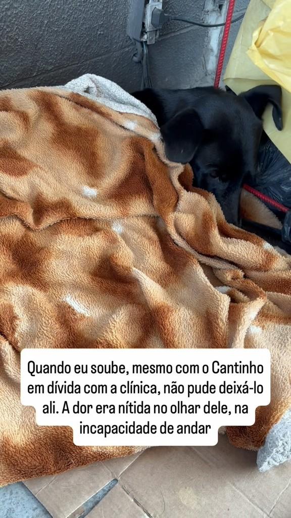 Rafael, cachorro de porte médio para adoção em São Paulo - SP