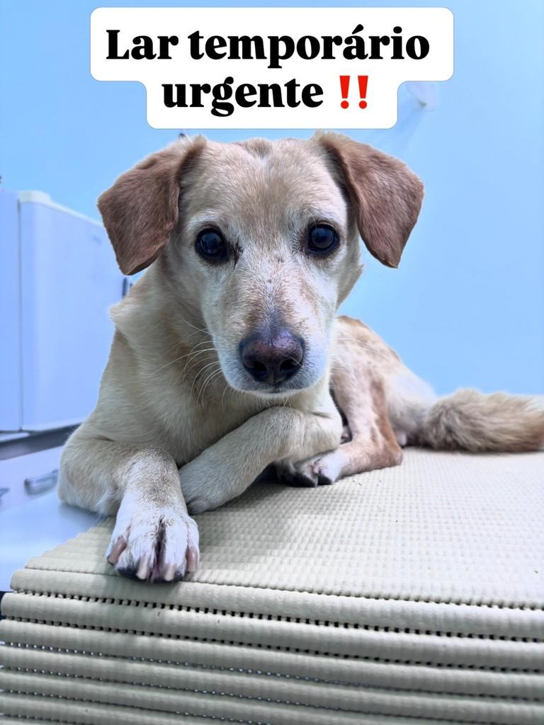 Caramelo, cachorro de porte pequeno para adoção em São Paulo - SP