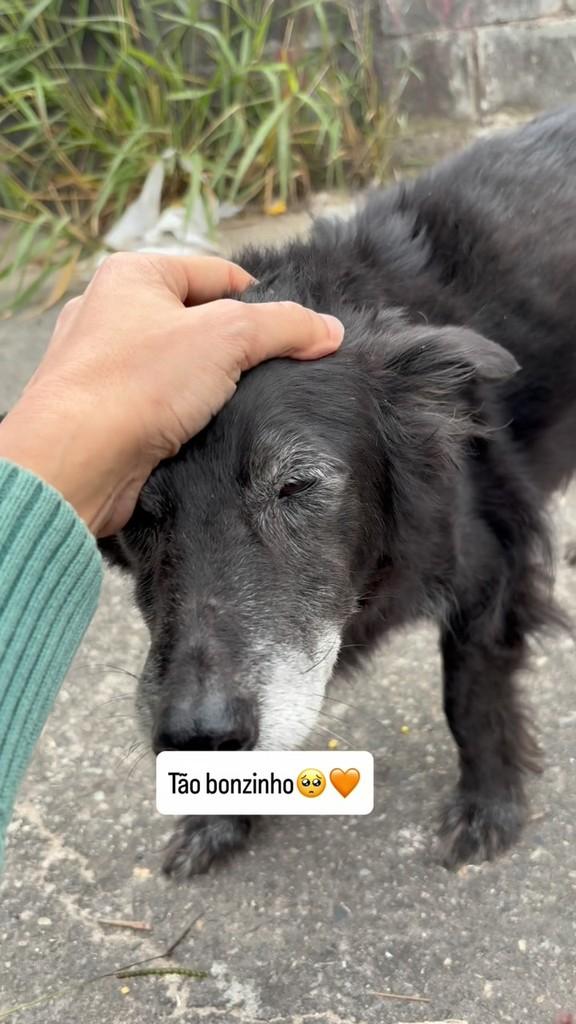 Idosinho, cachorro de porte pequeno para adoção em São Paulo - SP